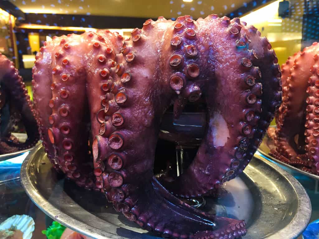 Galician Octopus 
