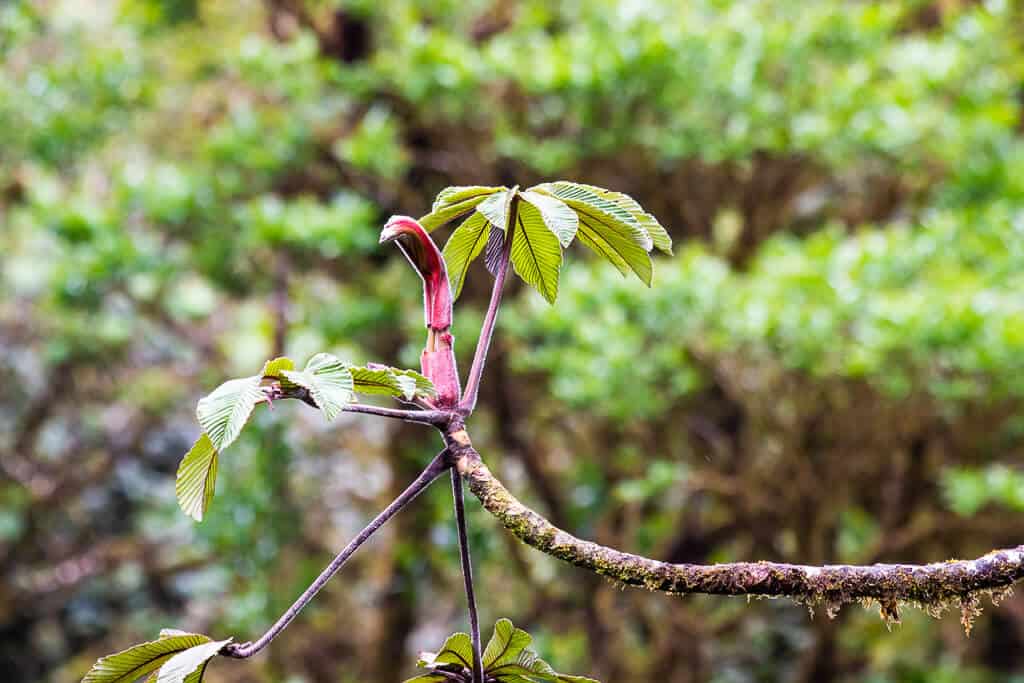 Reserva Biologica Bosque Nuboso Monteverde (Monteverde Cloud Forest Biological Reserve)