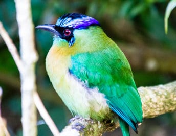 Reserva Biologica Bosque Nuboso Monteverde (Monteverde Cloud Forest Biological Reserve)