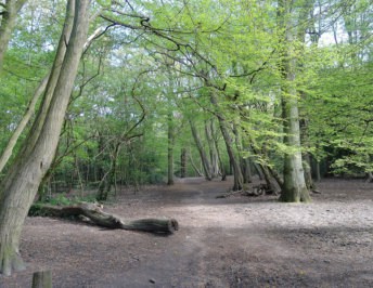 Highgate Wood