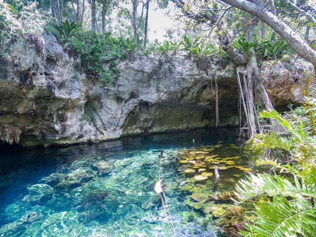 The Best Cenotes In Riviera Maya Mexico