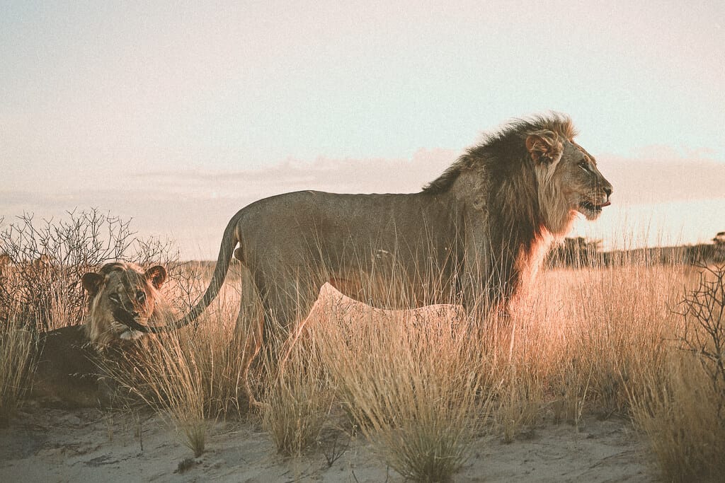 Volunteering in Africa