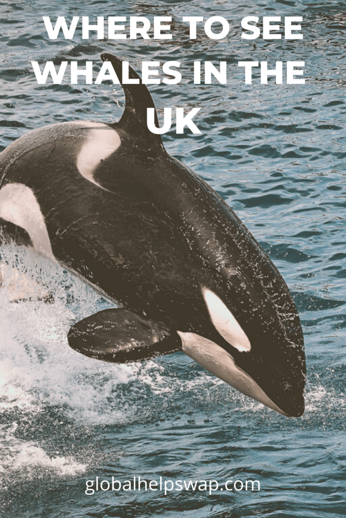 Where to see whales and dolphins in the UK. 