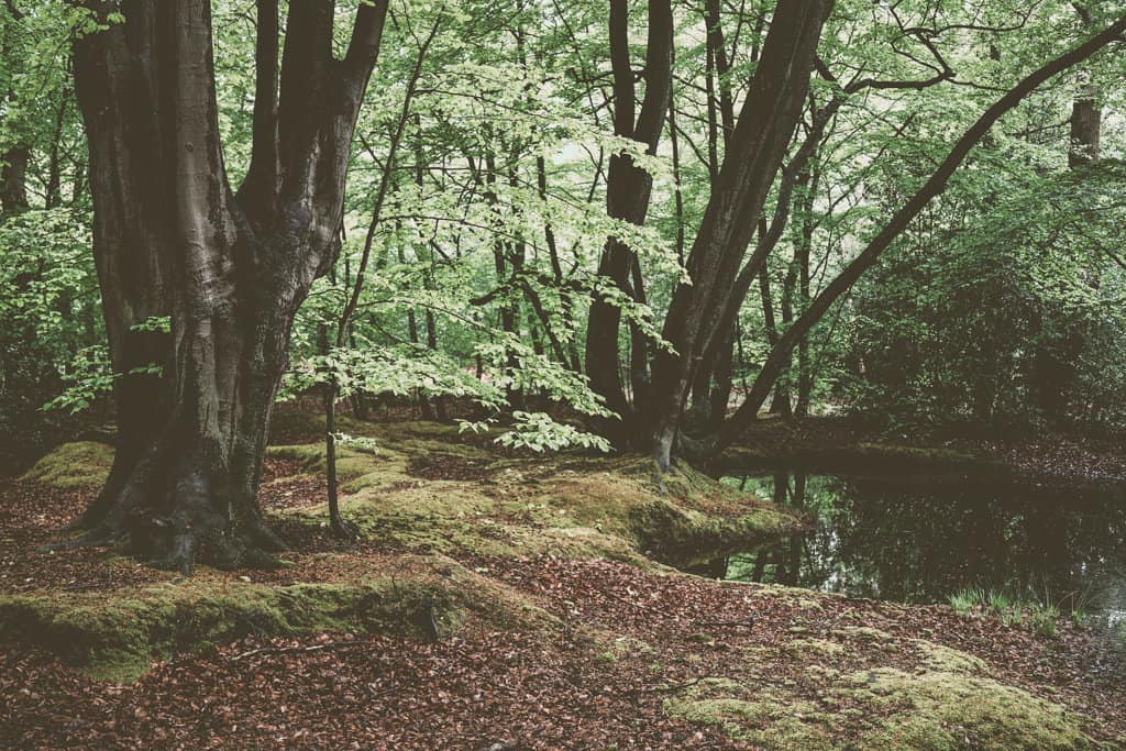 Things To Do In Epping Forest