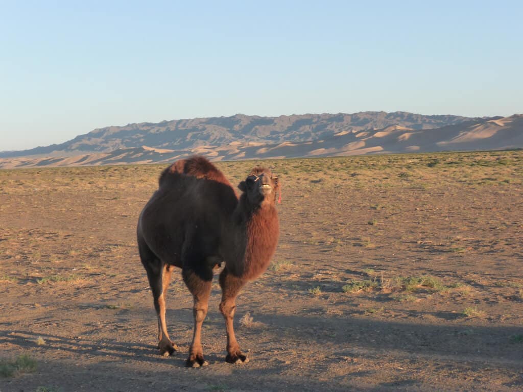 Camels in the Gobi Desert Mongolia