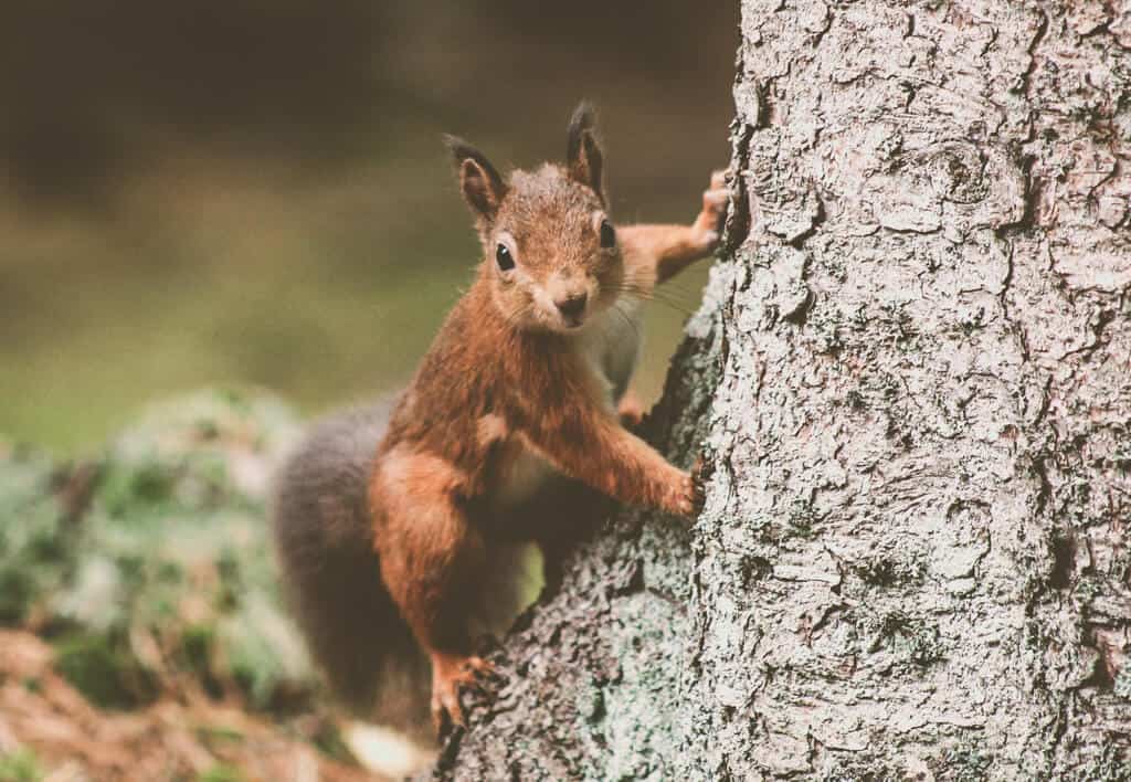 Where do Red Squirrels Live 