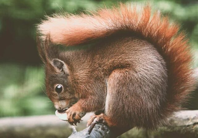 Where do Red Squirrels Live? | Where to See Red Squirrels in the UK