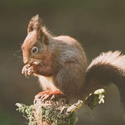 Where do Red Squirrels Live