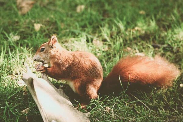 Where do Red Squirrels Live? | Where to See Red Squirrels in the UK