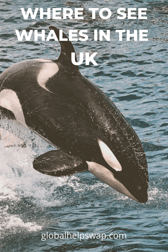 Where to see Whales in the UK - Please save me to Pinterest