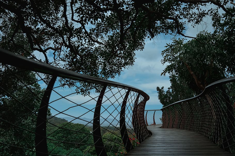 The Centenary Tree Canopy Walkway, Cape Town, South Africa