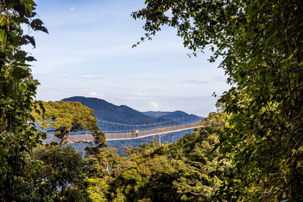 Nyungwe National Park Canopy Walkway, Rwanda
