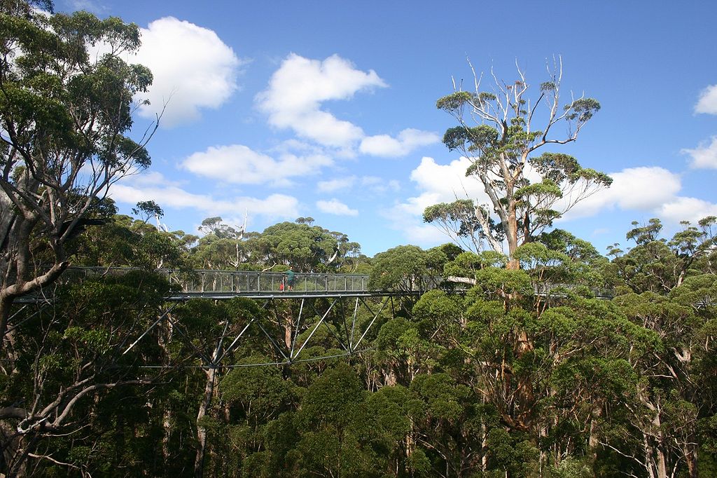 Valley Of The Giants, Western Australia, Australia